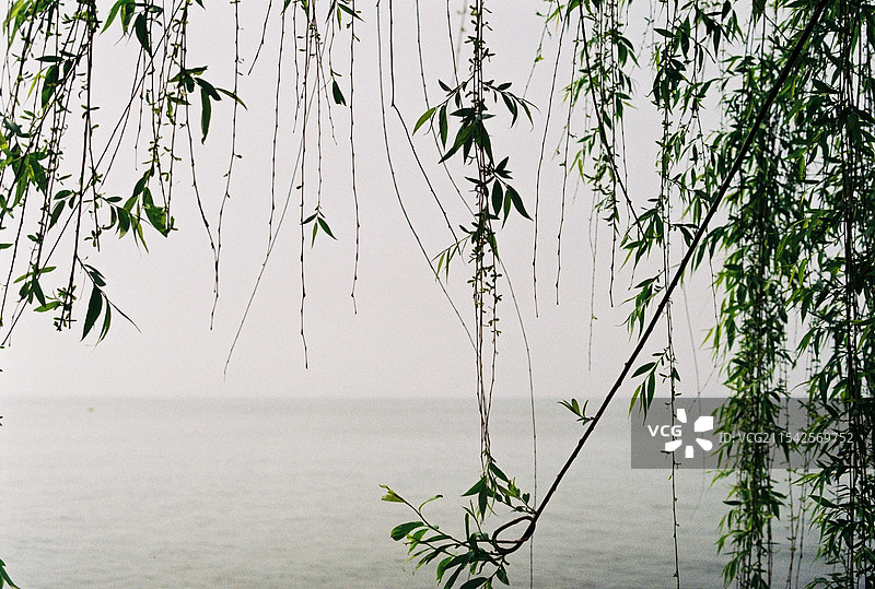 湖边柳树图片素材