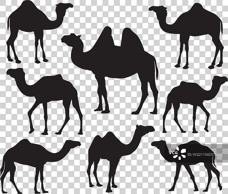 骆驼剪影图标logo设计模板集图片素材