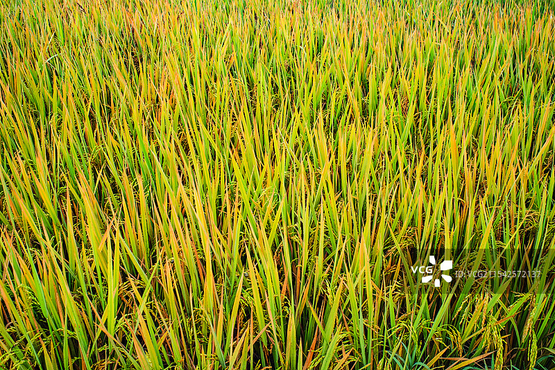 一片金黄与翠绿交织的稻田，稻穗饱满，随风摇曳，展现出丰收前的生机与活力。图片素材