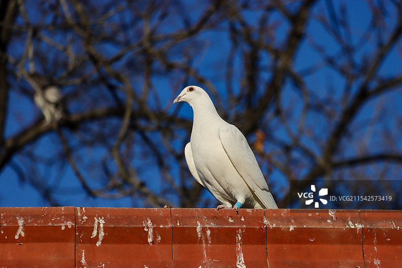 一只戴着脚环的白色信鸽图片素材