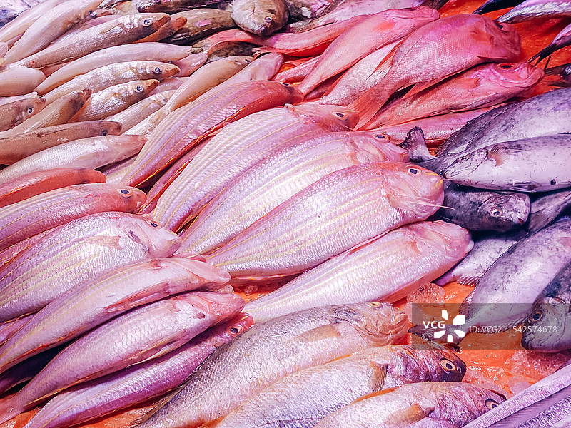 新鲜鱼获海产图片素材