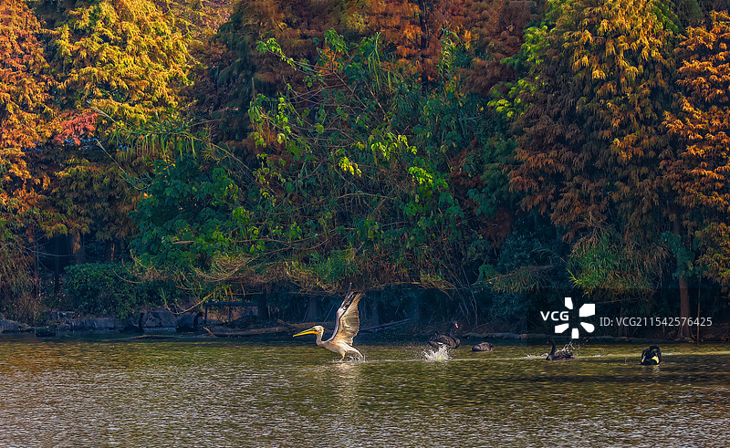 上海野生动物园：冬日阳光下的天鹅湖图片素材
