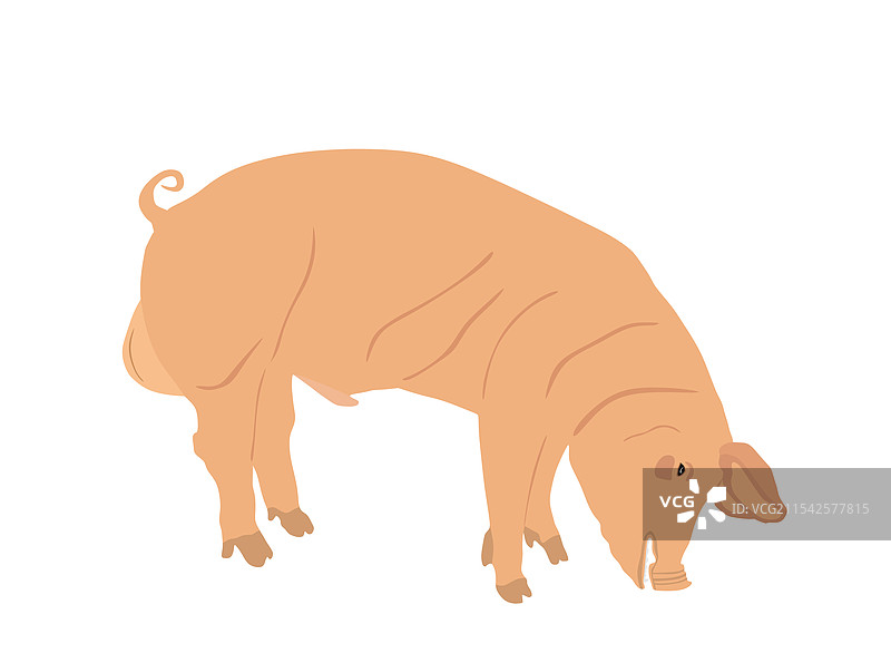 孤立在白色背景上的雄性猪图片素材