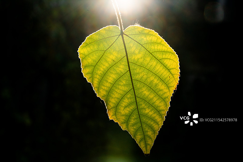 逆光树叶图片素材
