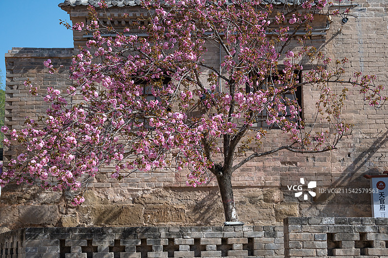 天官王府 天官府 春天的樱花图片素材