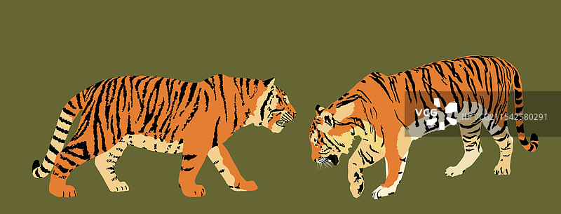 孤立的虎情侣图片素材