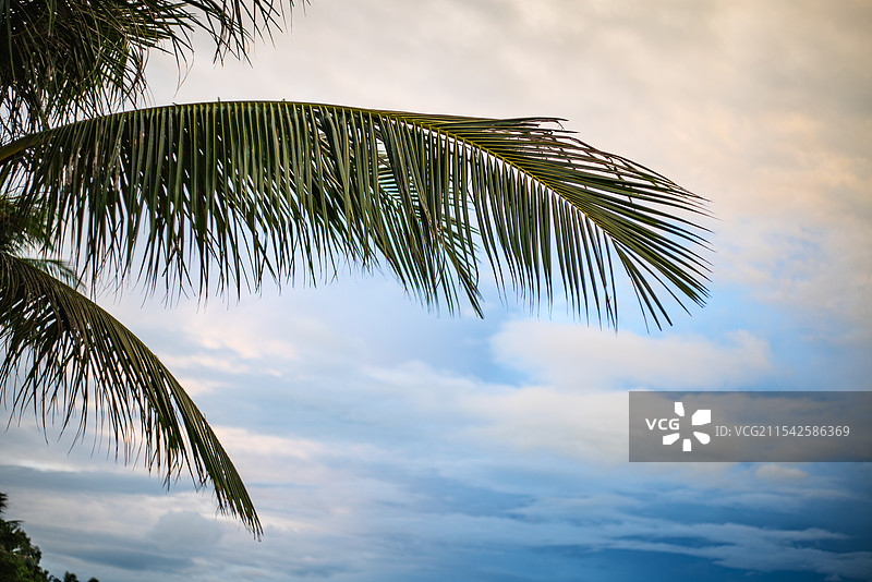一张展示了棕榈树的枝叶在蓝天白云背景下的景象，给人一种清新自然、充满热带风情的感觉。图片素材