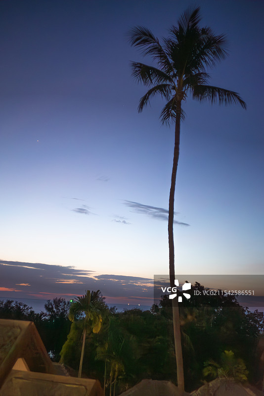 一棵高大的棕榈树矗立在画面中，背景是黄昏时分的天空，呈现出蓝紫色渐变，天边还有些许粉色云霞，营造出一图片素材