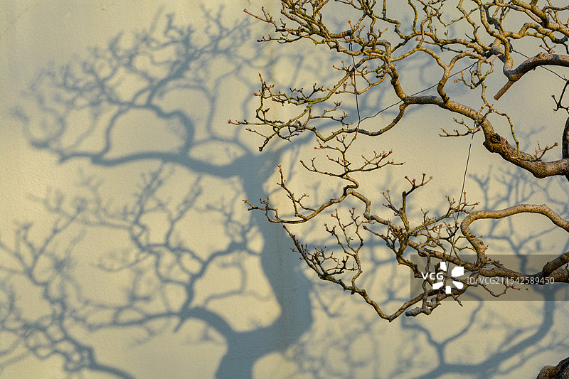 盆景光影图片素材