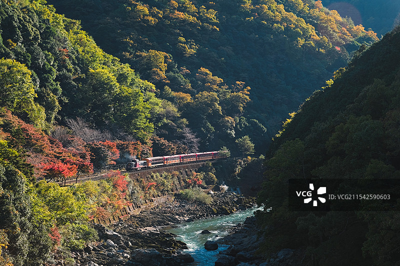 秋天日本京都龟冈保津峡岚山嵯峨野观光小火车行驶在山谷中图片素材