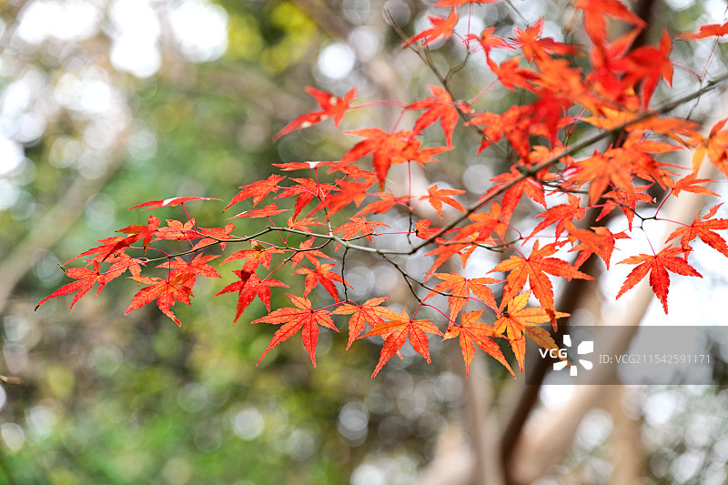 枫叶，枫树，栖霞山，南京图片素材