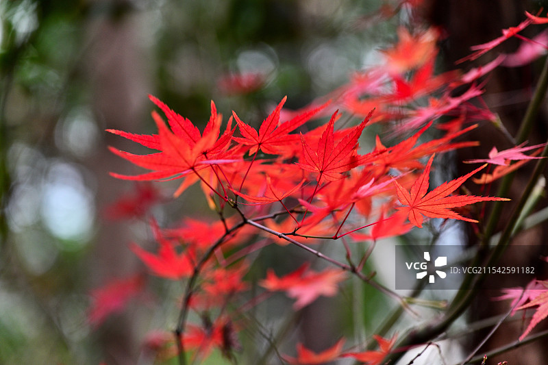 枫叶，枫树，栖霞山，南京图片素材