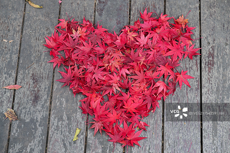 枫叶，枫树，栖霞山，南京图片素材