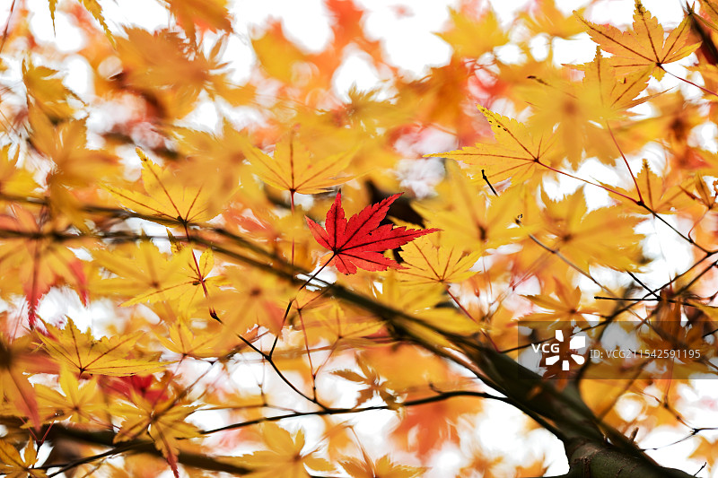枫叶，枫树，栖霞山，南京图片素材