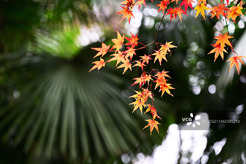 乾隆御花园枫叶和枫树，栖霞山，南京图片素材