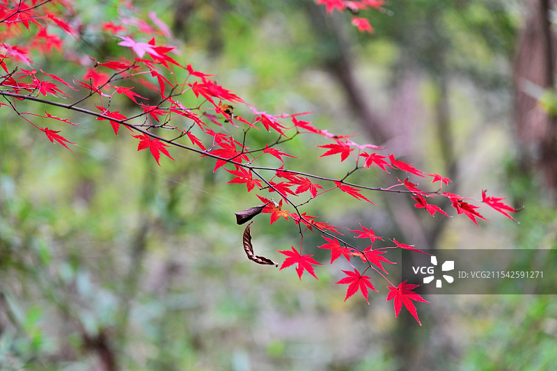 枫叶，枫树，栖霞山，南京图片素材