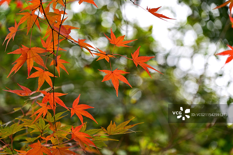 枫叶，枫树，栖霞山，南京图片素材