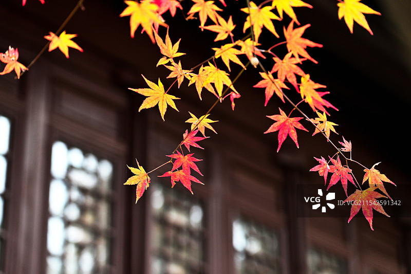 枫叶，枫树，栖霞山，南京图片素材