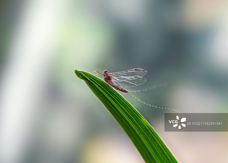 小蜉蝣图片素材