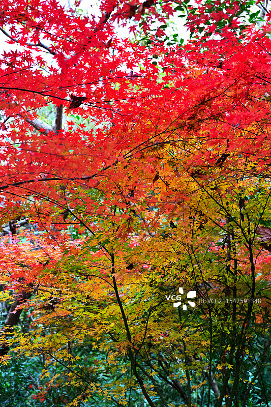 枫叶，枫树，栖霞山，南京图片素材