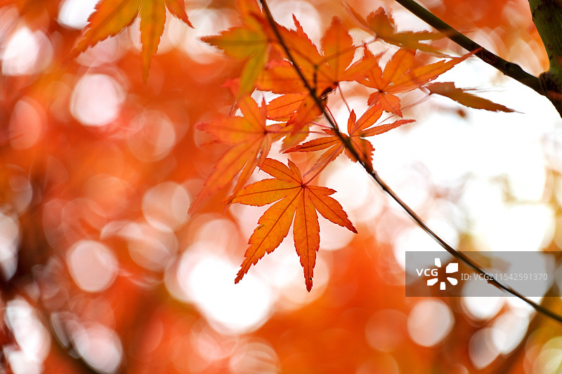 枫叶，枫树，栖霞山，南京图片素材