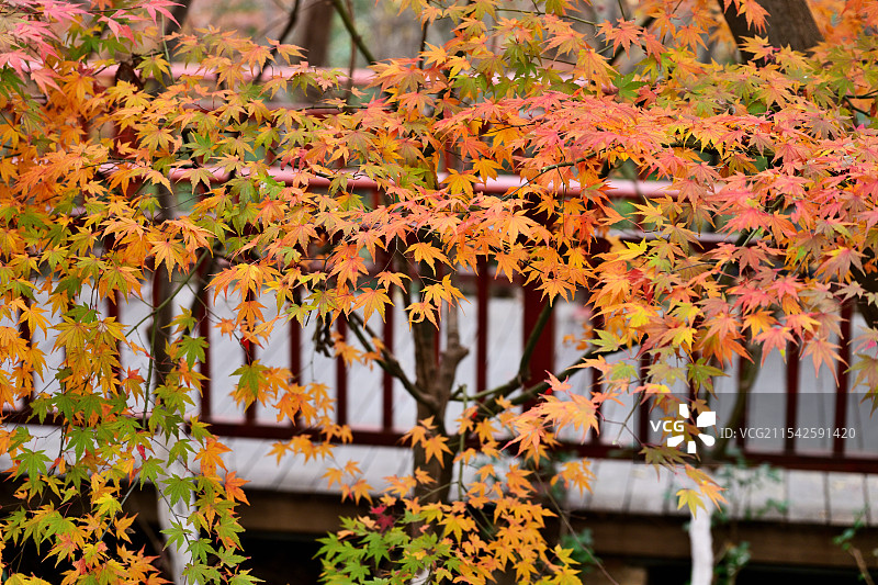 枫叶，枫树，栖霞山，南京图片素材