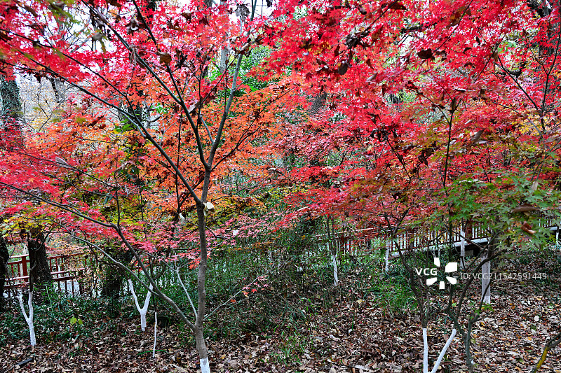 枫叶，枫树，栖霞山，南京图片素材