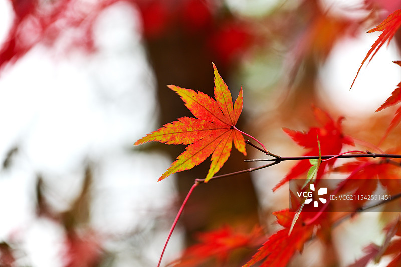 枫叶，枫树，栖霞山，南京图片素材