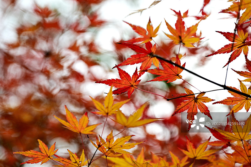 枫叶，枫树，栖霞山，南京图片素材
