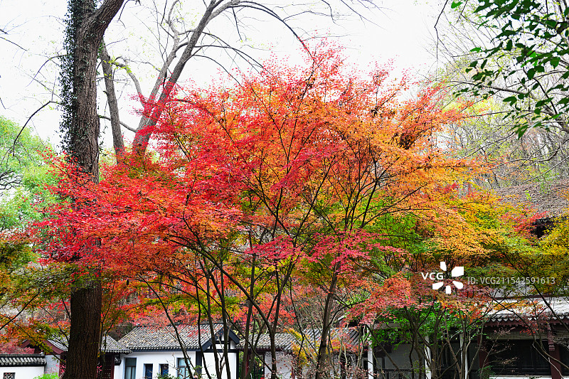 乾隆御花园枫叶和枫树，栖霞山，南京图片素材