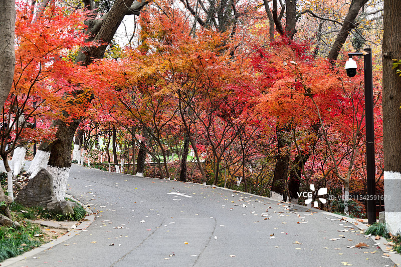 赏枫步行道，行车道，小径，栖霞山，南京图片素材