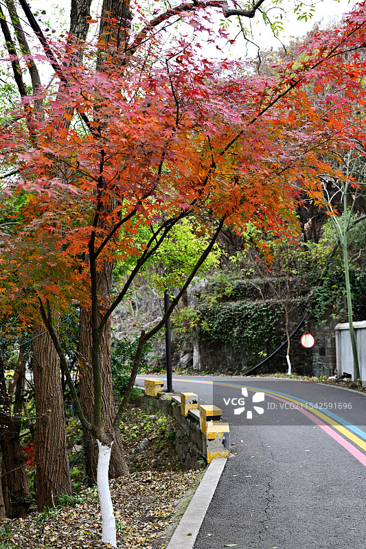 赏枫步行道，行车道，小径，栖霞山，南京图片素材