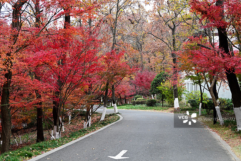 赏枫步行道，行车道，小径，栖霞山，南京图片素材