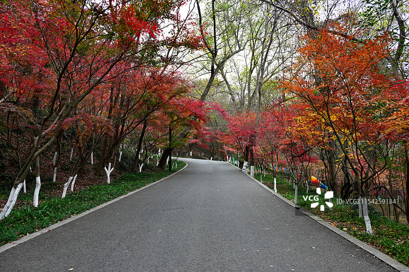赏枫步行道，行车道，小径，栖霞山，南京图片素材