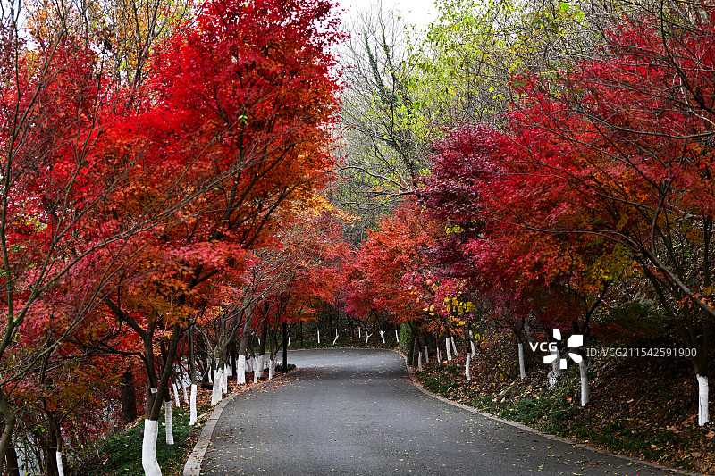 赏枫步行道，行车道，小径，栖霞山，南京图片素材
