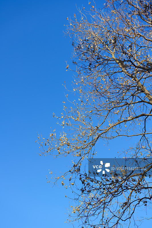 冬日蓝天图片素材