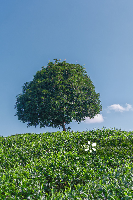 茶园里一棵树和美女图片素材