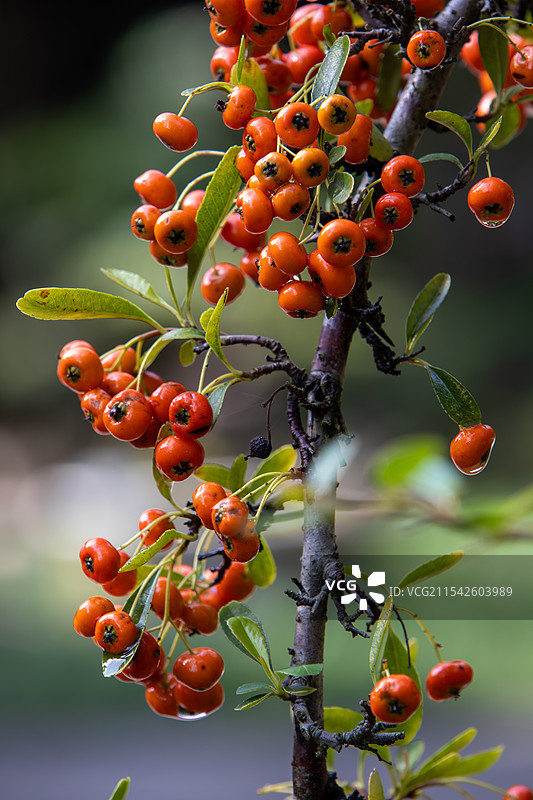 红色火棘果盆栽植物特写图片素材