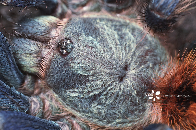 红绿橙捕鸟蛛背甲特写图片素材