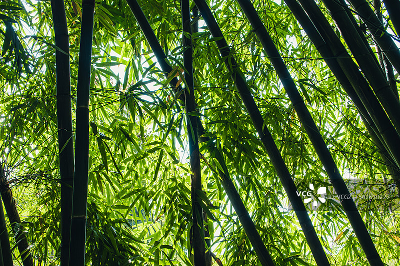 阳光透过竹林，清新翠绿的竹子图片素材
