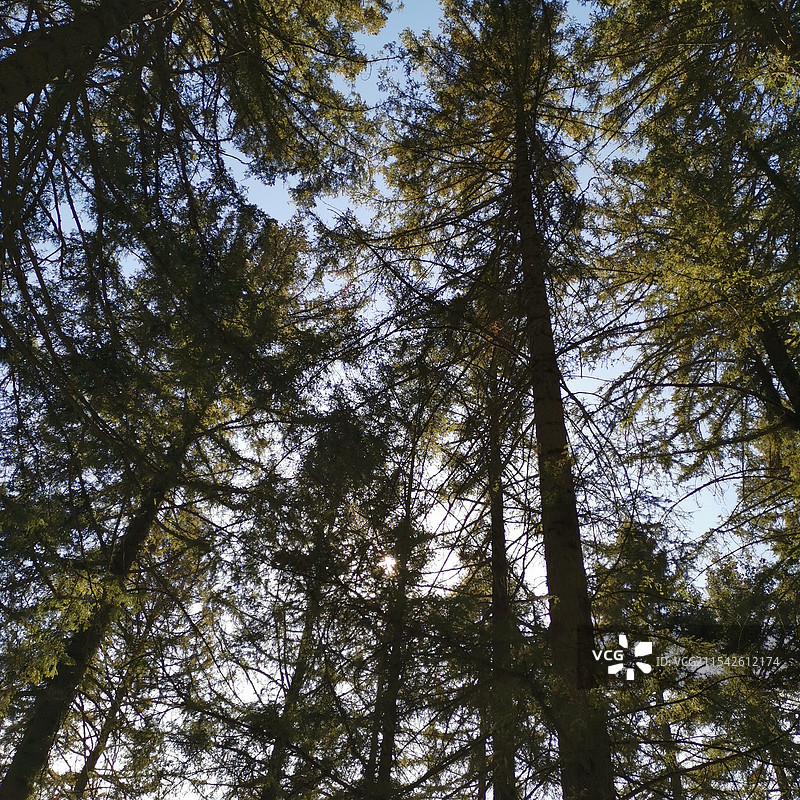 首阳山的松林图片素材