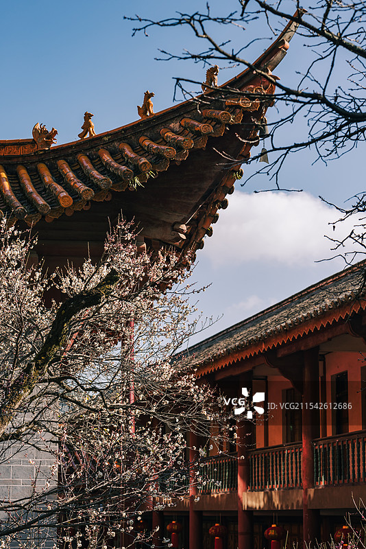 冬天盛开的梅花图片素材