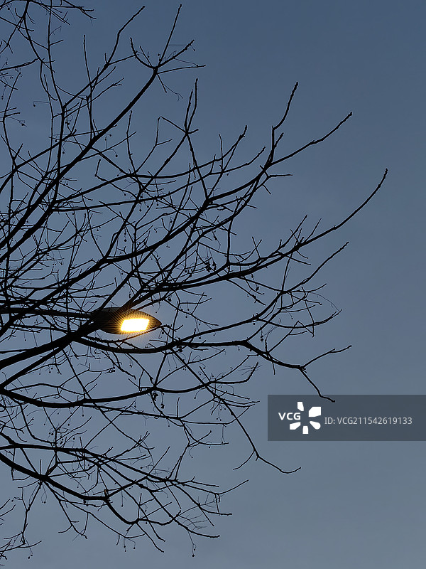 树枝路灯图片素材