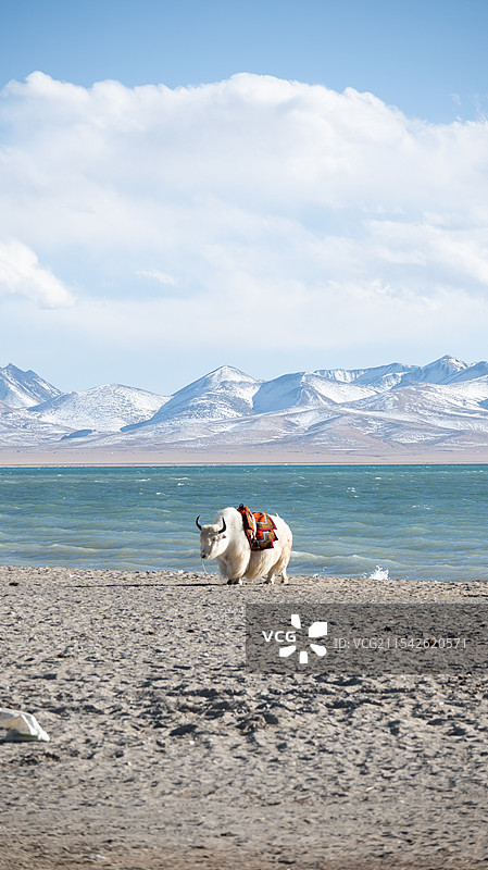 白牦牛与纳木错图片素材
