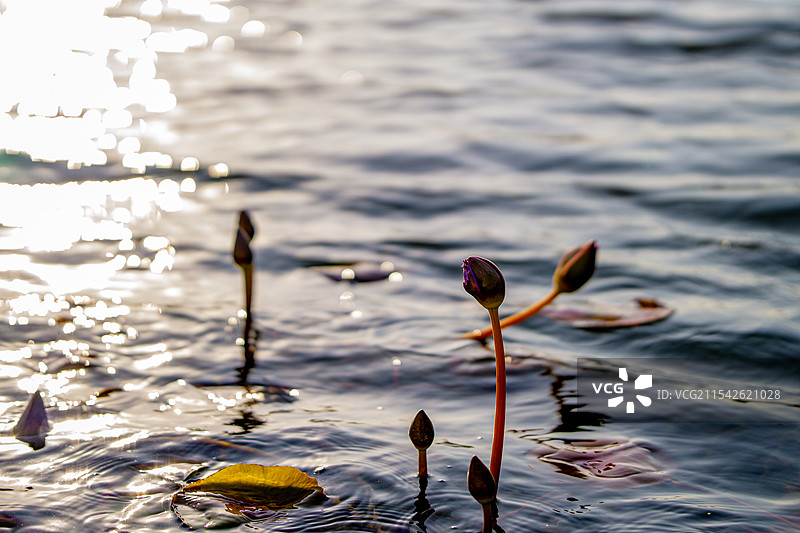 湖中植物的特写镜头图片素材