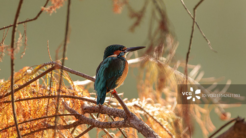 小翠鸟图片素材