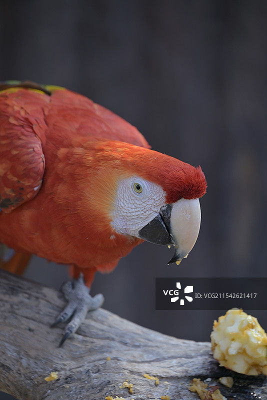 金刚鹦鹉图片素材