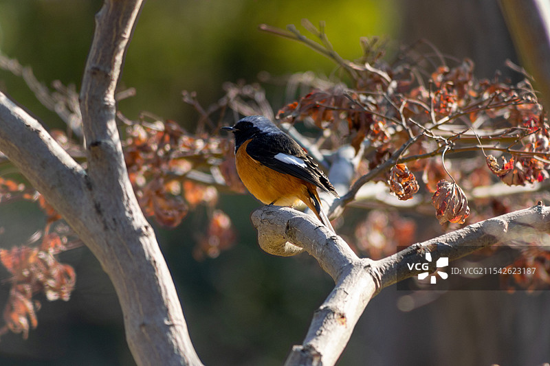北红尾鸲图片素材