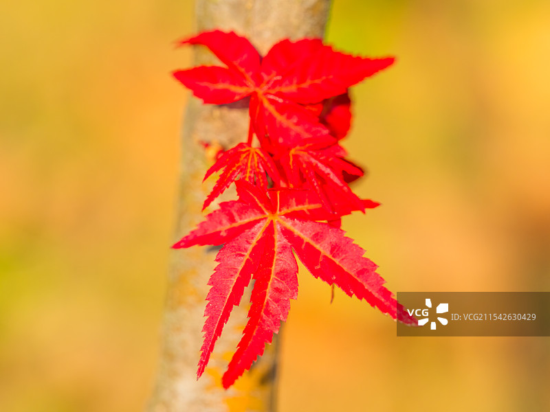 红枫特写图片素材