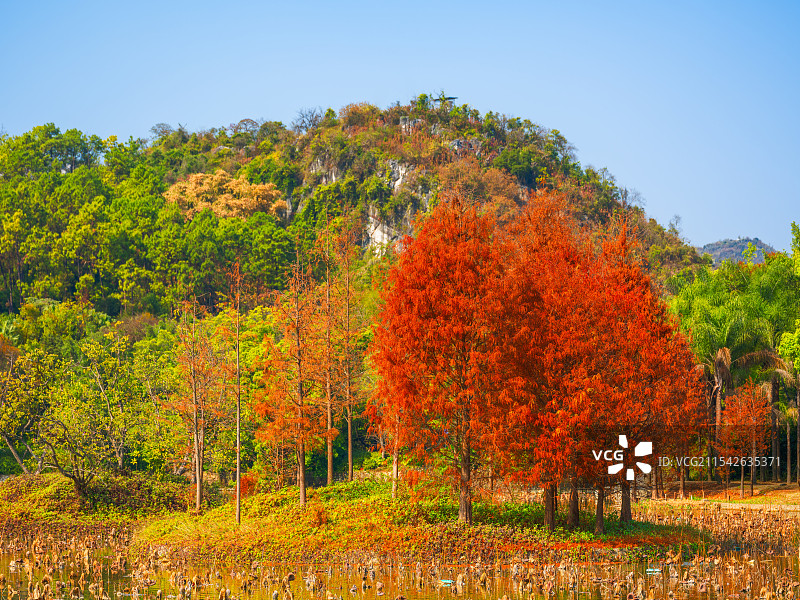 广西柳州都乐公园红色水杉风光图片素材